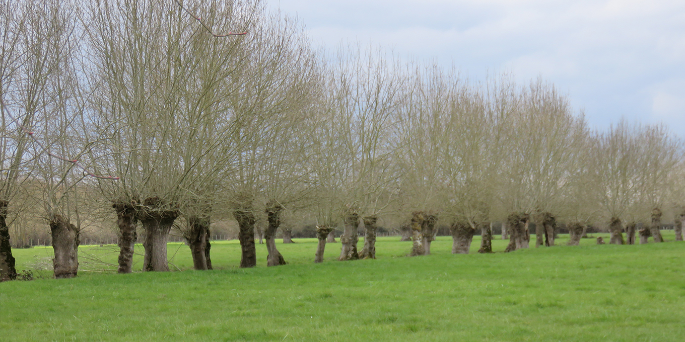 La seconde vie d'un arbre